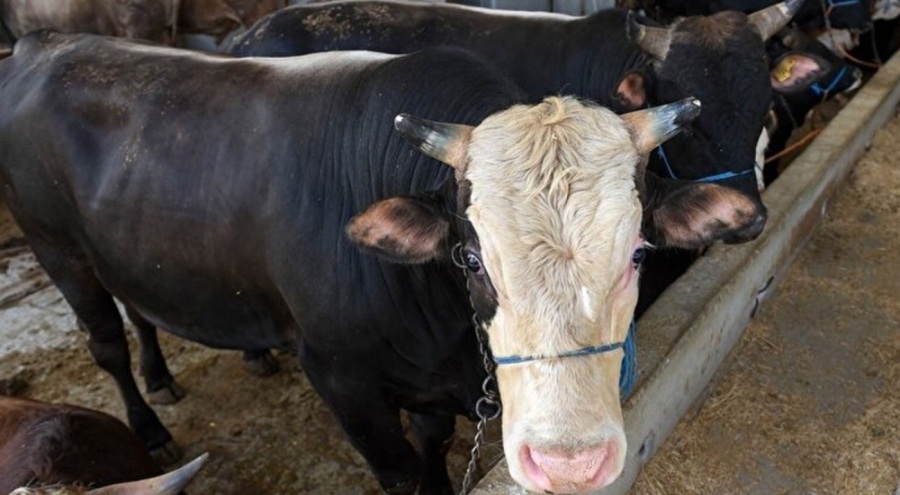Bakanlıktan Türkiye geneli kurban kesimi genelgesi