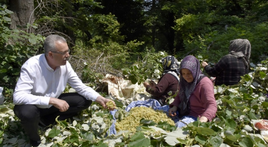 Bursa'da ıhlamur hasadı başladı
