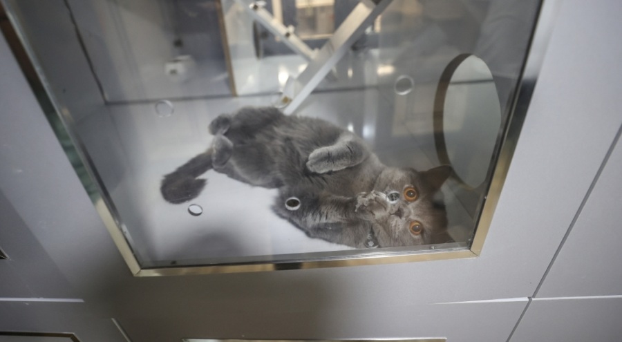Bursa'nın kedi köpek oteli bayram tatilinde tam kapasite çalışıyor