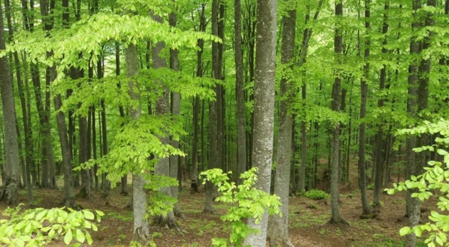 Samsun'da ormanlık alanlara girişler, 4 ay yasaklandı
