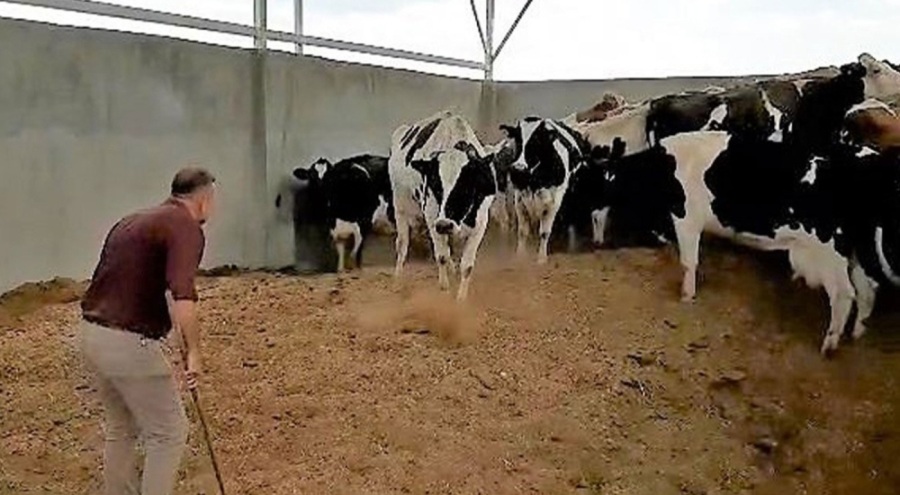 Bayram öncesi kurbanlık vurgunu! 28 ineği önce çaldı sonra başkasına sattı