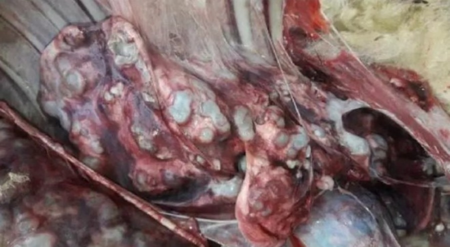 Kurbanlıkların sakatatlarında kist uyarısı