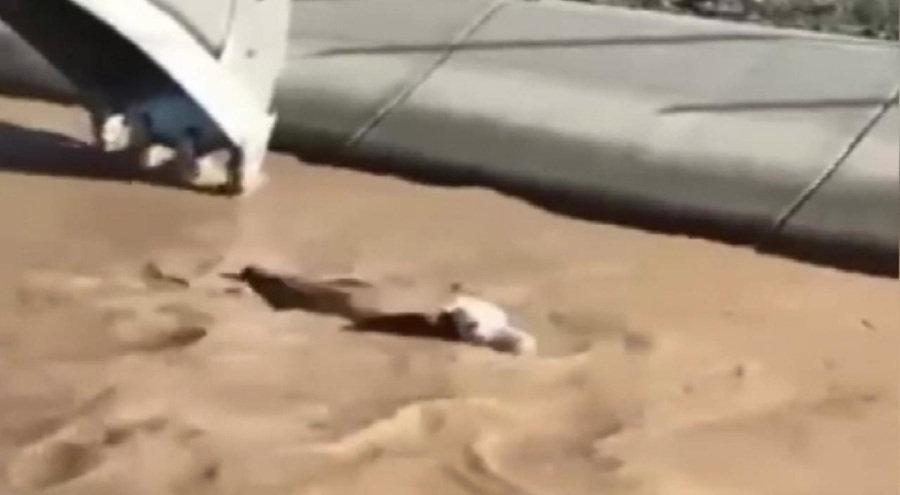 Sulama kanalına düşen boğayı iş makinesi kurtardı