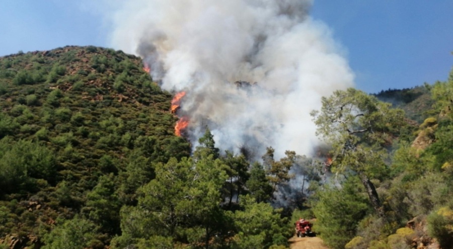 Ormandaki cesedin kimliği açıklandı