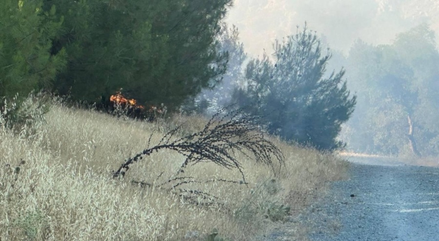 Kilis'teki orman yangını