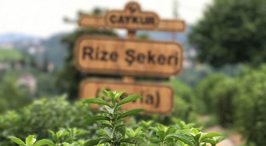 Çaykur 194 bin 351 ton çay aldığı açıklandı