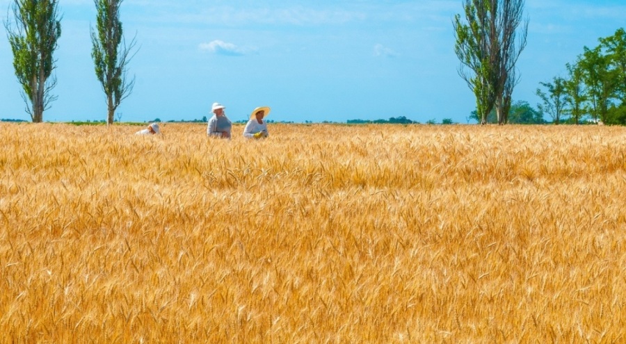 TOBB yayınladı, çiftçi buğday ve arpa satışına başladı