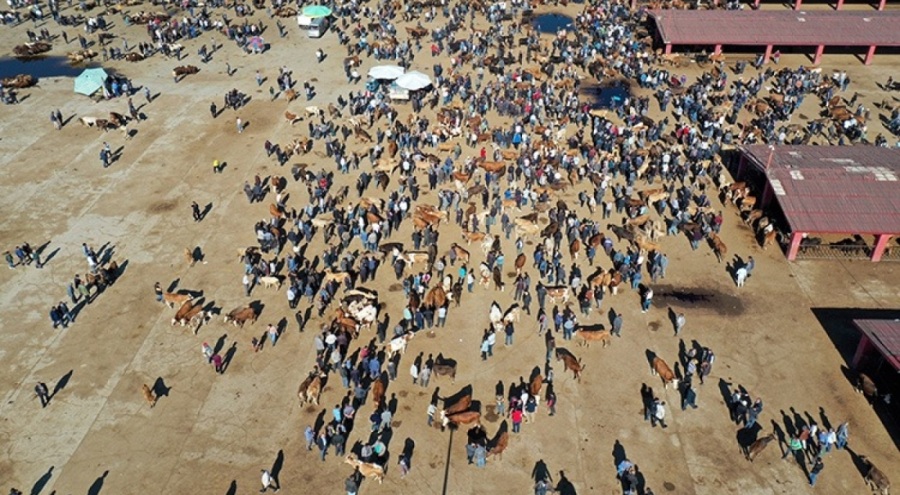 Ağrı Hayvan Borsası'nda Kurban Bayramı mesaisi