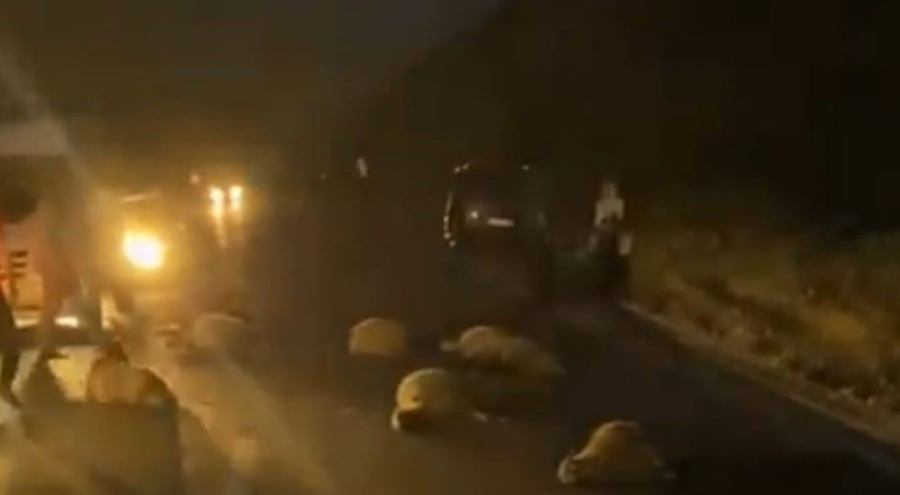 2 taksi koyun sürüsüne daldı! Onlarca hayvan telef oldu