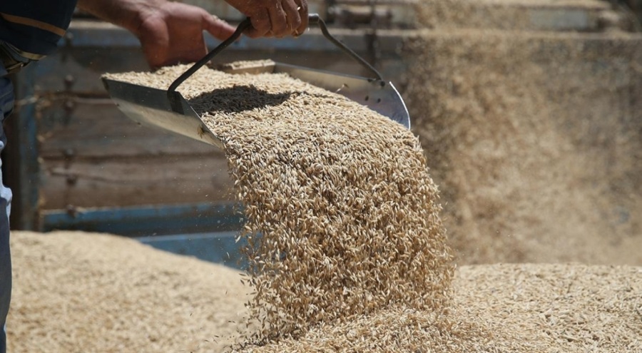 Toprak Mahsulleri Ofisi'nin hububat satış fiyatları açıklandı