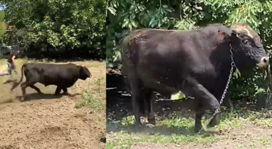 1 saatlik kovalamaca! Vatandaşlar, boğayı yakalamak için büyük çaba harcadı