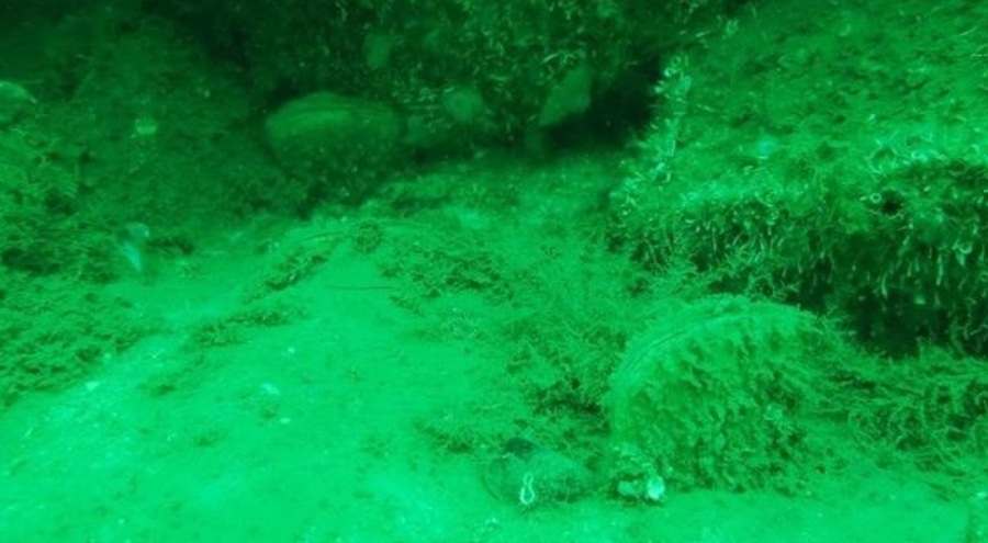 Uzmanlar da şaşkın: Marmara'da görülmeye başlandı!