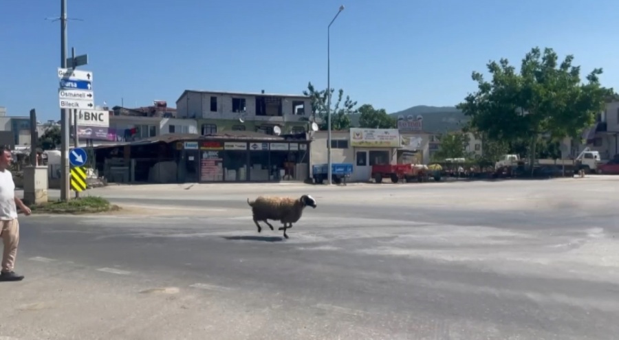 Bursa'da kaçan kurbanlık 1 saatte yakalandı!