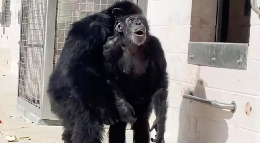 29 yıl boyunca kafeste tutulan şempanze gökyüzüyle böyle tanıştı