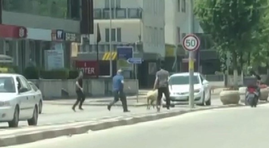 Bursa İnegöl'de kaçan kurbanlık trafikte tehlikeli anlar yaşattı
