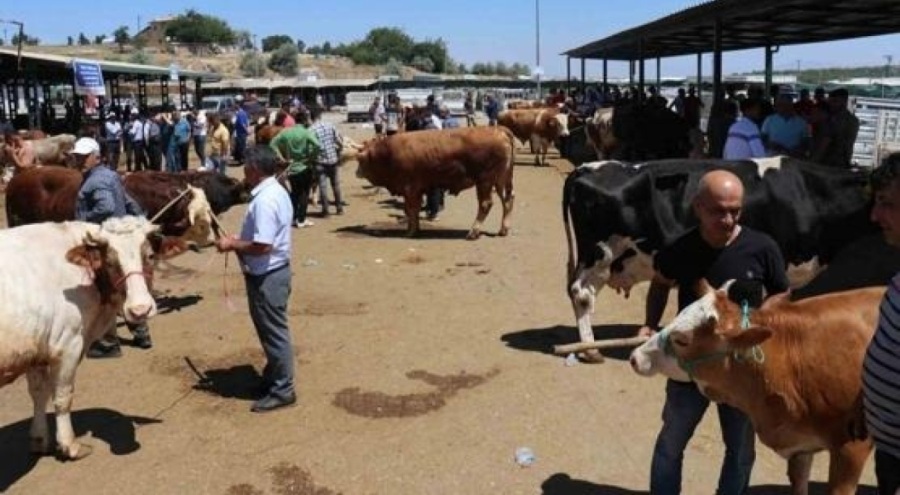 Üreticilerin satılmayan kurbanlıklarını Et ve Süt Kurumu satın alacak