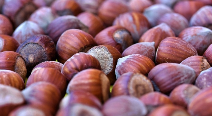 Fındık alımında en yüksek fiyatlar açıklandı!