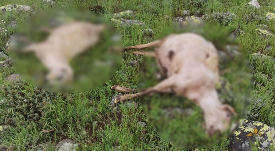 Sürüye yıldırım isabet etti, 27 koyun can verdi