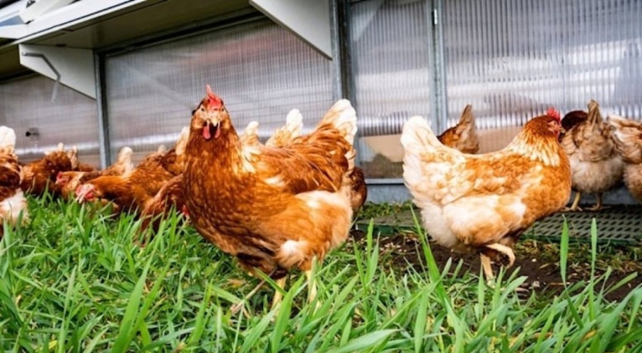 Kuş gribinin insanlara bulaşmasını engelleyen gen keşfedildi