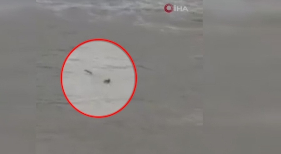 Kastamonu'da nesli tehlikede olan su samuruna rastlandı