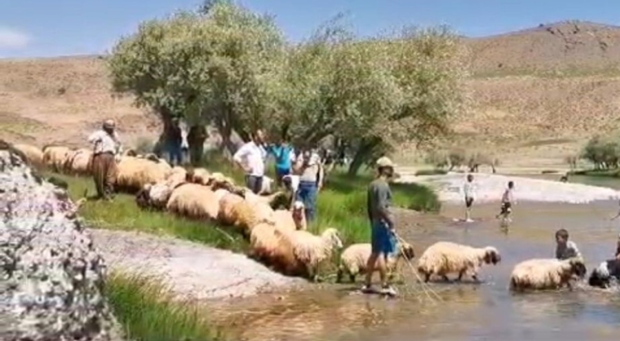 Kuzuları sırayla suya sokarak yıkadılar