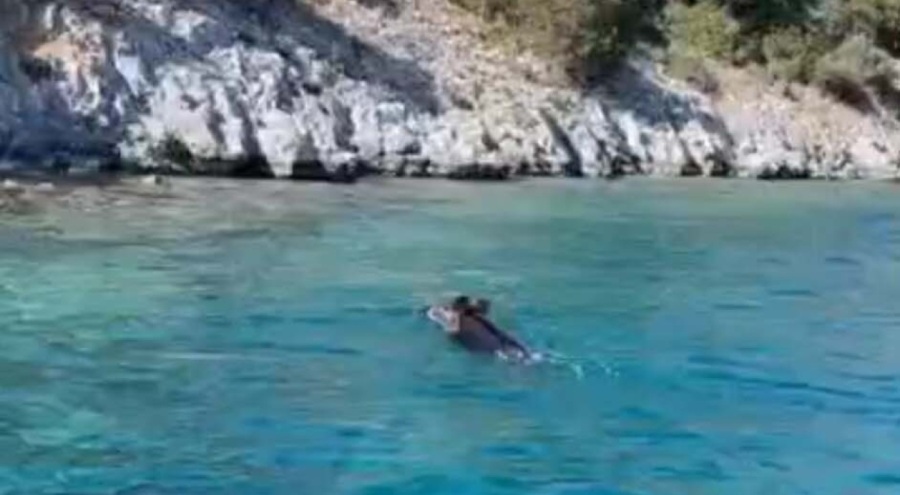 Yaban domuzu, Bodrum açıklarında yüzdü