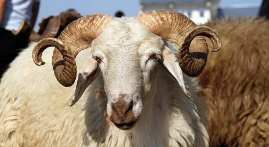 Kurban Bayramı'nda 3 milyondan fazla kurbanlık satıldı