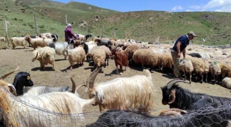 Aylık 20 bin lira maaşlı İran'dan ithal çoban!