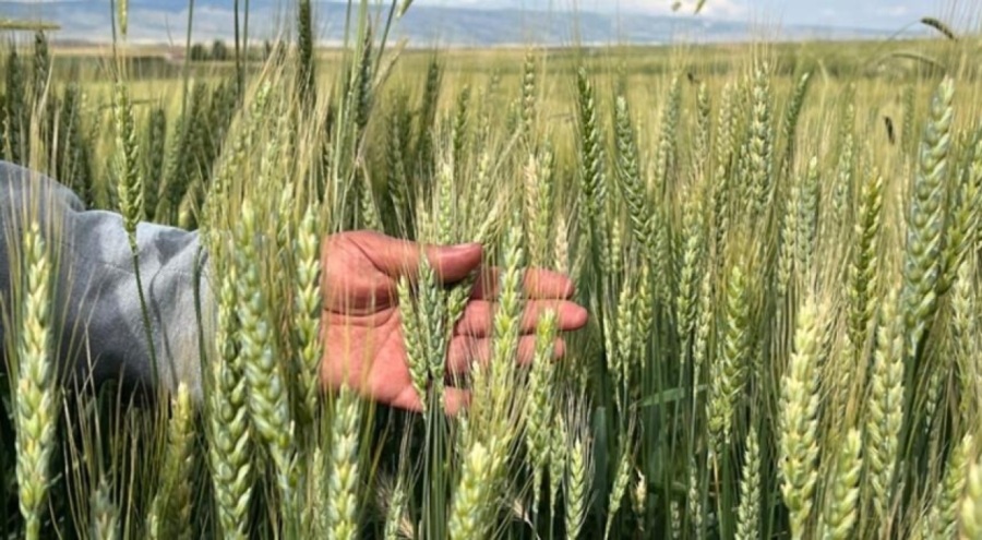 Hasada hazırlanan çiftçilerin pas hastalığı korkusu!