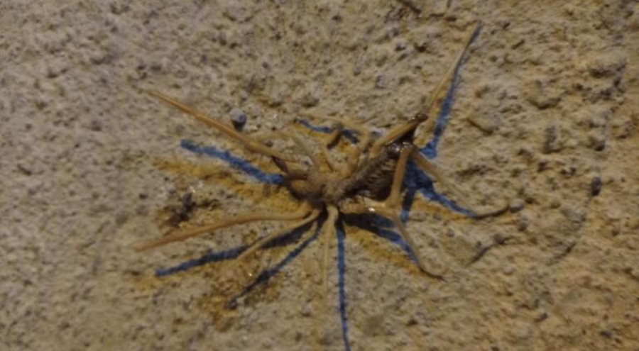 Elazığ'da etobur örümcek görüldü