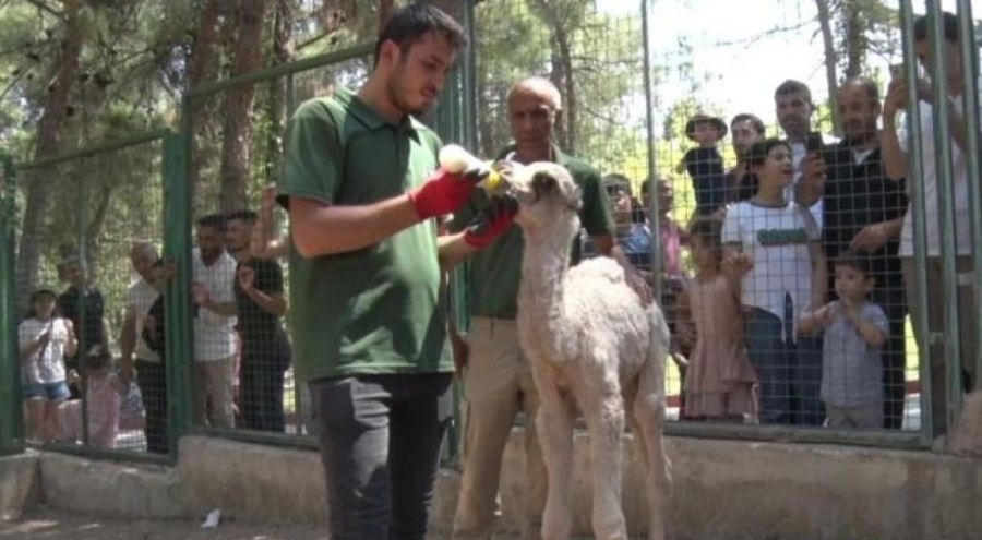 Annesinin reddettiği albino deveye bakıcısı sahip çıktı