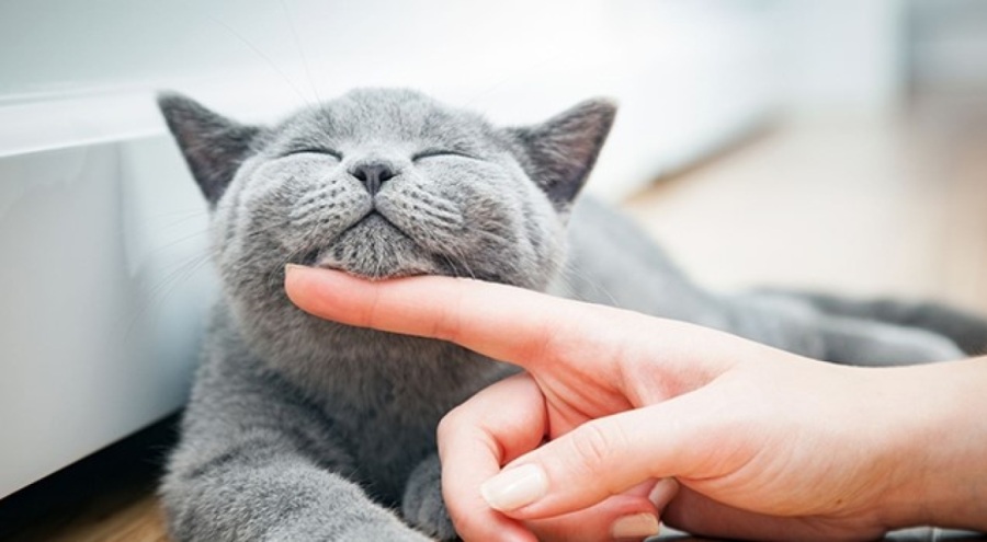 Hayvan haklarına dair 12 maddelik öneri