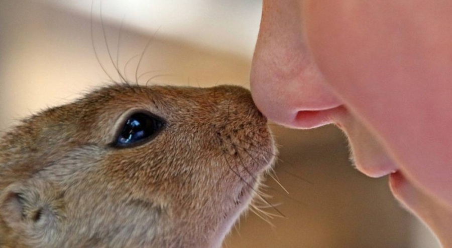 Kanada'da kozmetik ürünlerin hayvanlar üzerinde test edilmesi yasaklandı