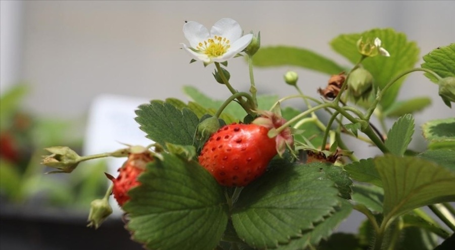 Tekirdağ'da "Osmanlı çileği" üretildi
