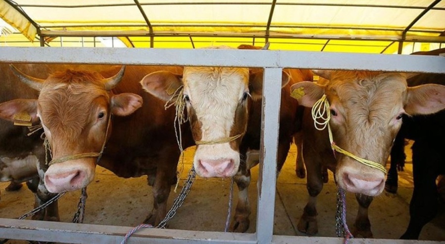 Şap hastalığı alarmı! Hayvan pazarları kapatıldı