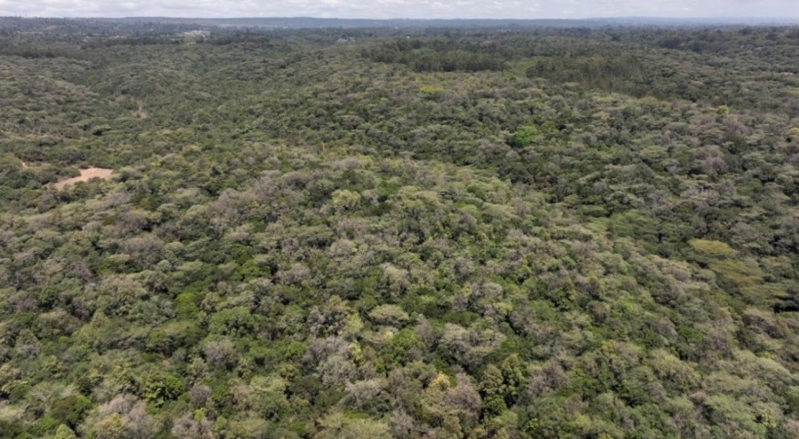 6 yıl sonra Kenya'da ağaç kesme yasağı kaldırıldı