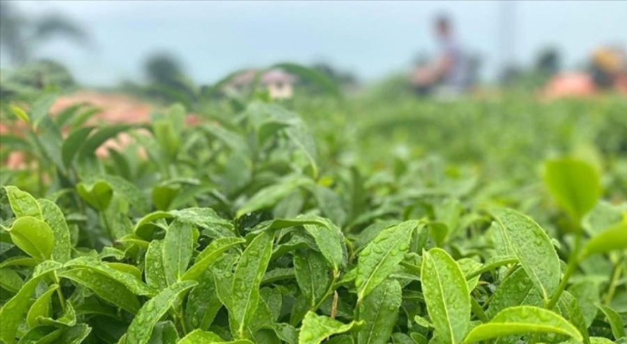 ÇAYKUR çay alımlarına bugün başlıyor