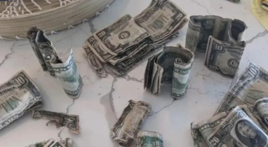 Yabani ot sanmışlardı! Yeni aldıkları evden çıkan paraları görünce şoke oldular