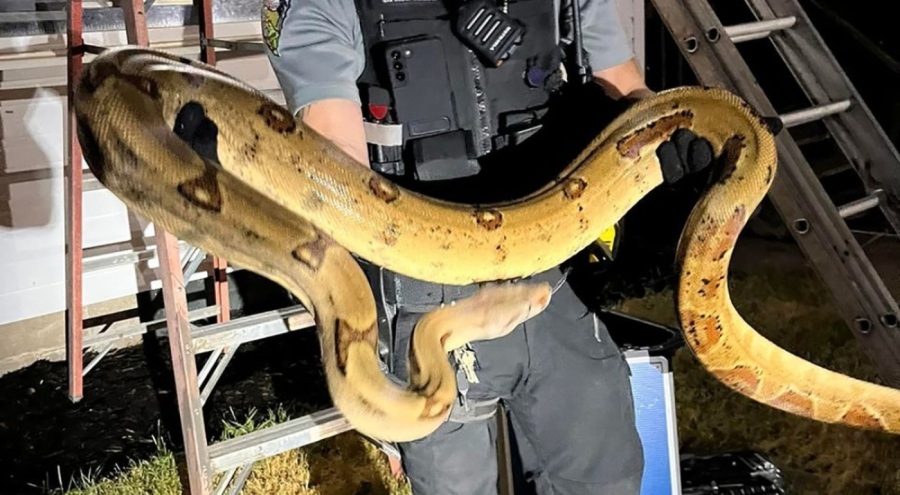 ABD'de evden kaçan dev yılan paniğe yol açtı