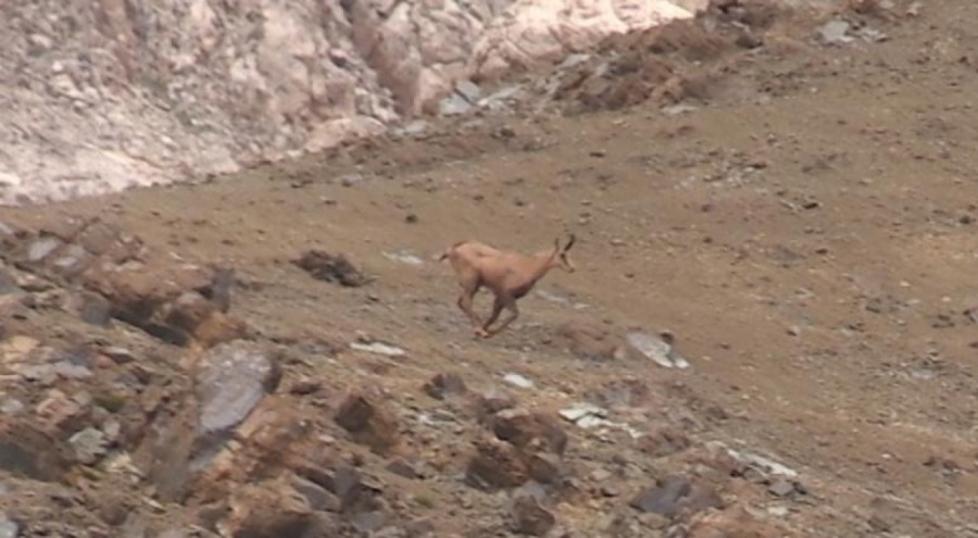Koruma altındaki dağ keçisine Tunceli'de rastlandı