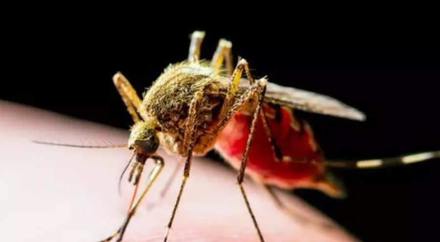'İstilacı sivrisinek' uyarısı