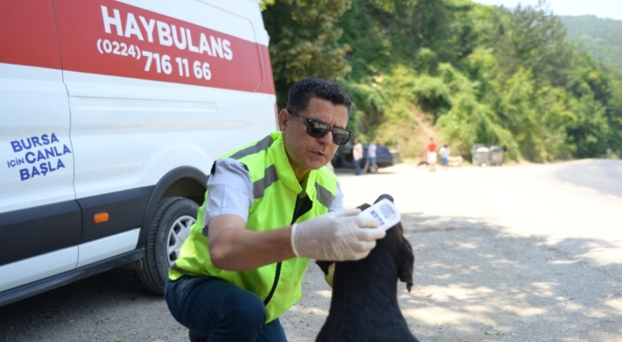 Haybulans, 4 ayda 900 sokak hayvanına acil müdahale etti