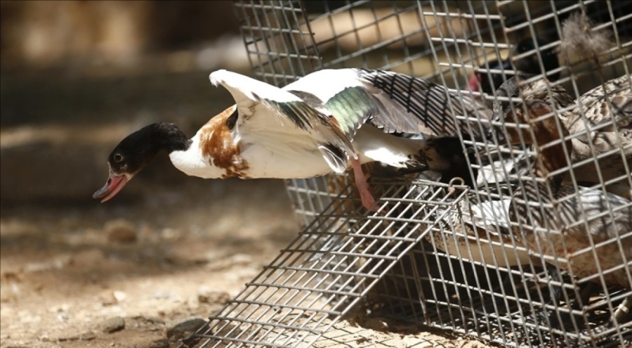 Çiftlikte tutulan nesli tükenmekte olan 400'e yakın kuşa el konuldu