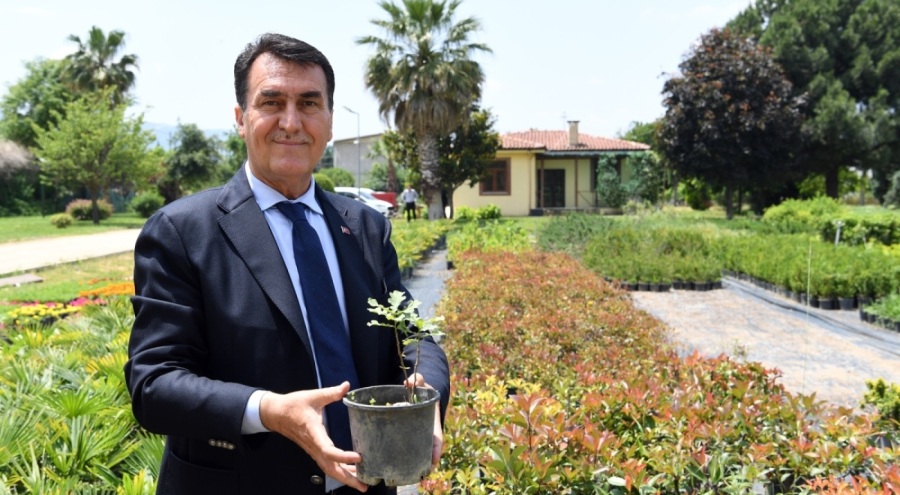Bursa'nın simgelerinden tarihi İnkaya Çınarı geleceğe taşınıyor