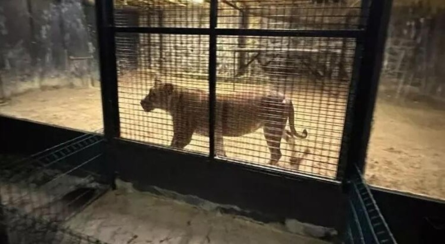 'İstanbul'da aslan kaçtı' iddiasında gerçek ortaya çıktı!