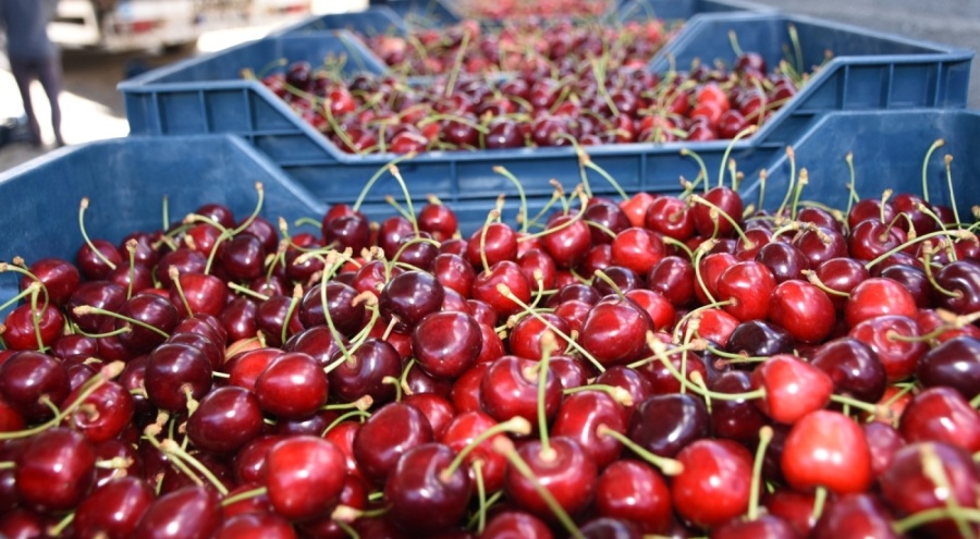 Niğde'nin ihraç edilen kirazının hasadı başladı
