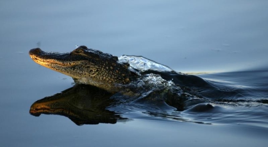 69 yaşındaki kadın timsah saldırısı sonucu yaşamını yitirdi