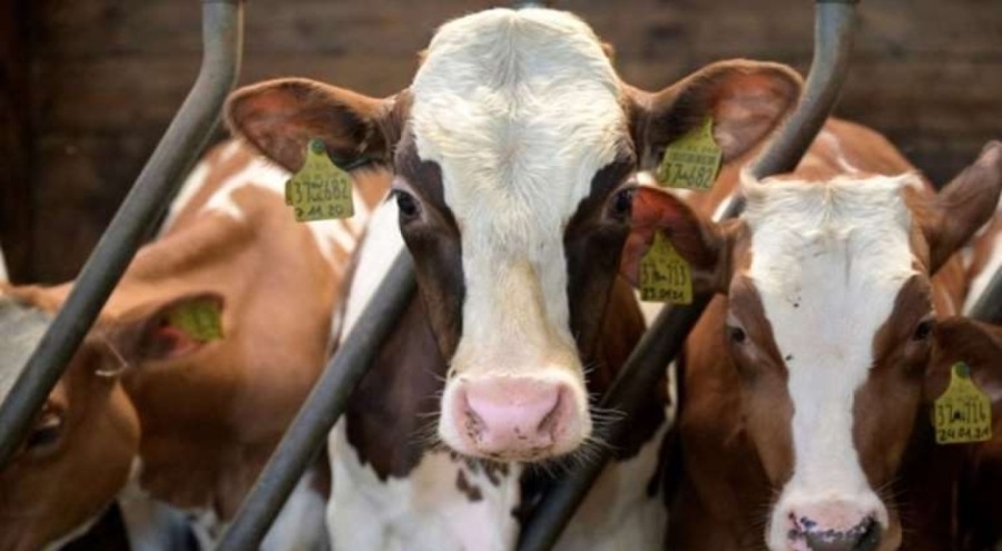 Dünyaca ünlü Oxford Üniversitesi'nden telafi ineği