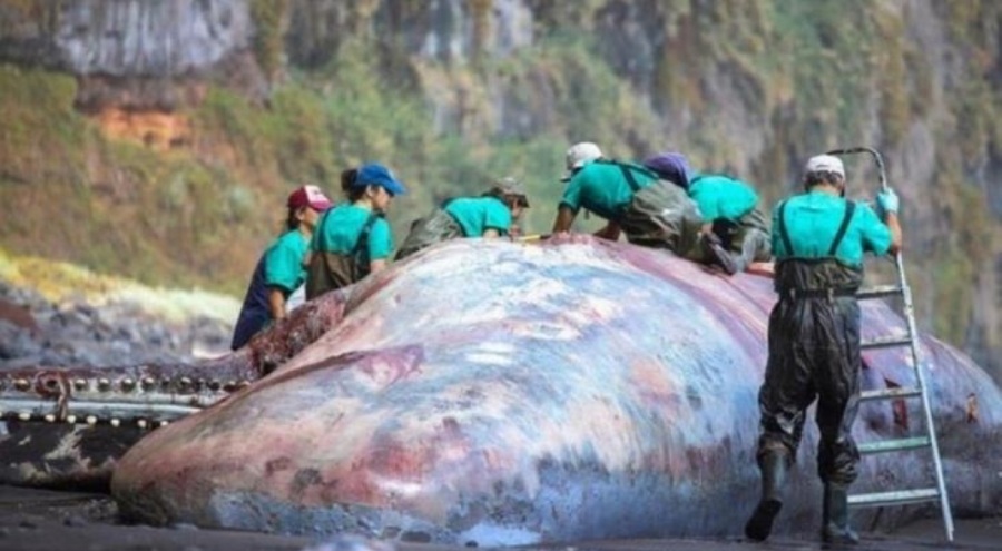 Balinanın bağırsağından servet çıktı! Tam 500 bin euro