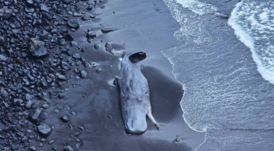 Karaya vuran balinanın içinden 500 bin euroluk 'hazine' çıktı